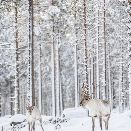 Haistila Retreat With Elegant Views & Sauna Near Rovaniemi Chata
