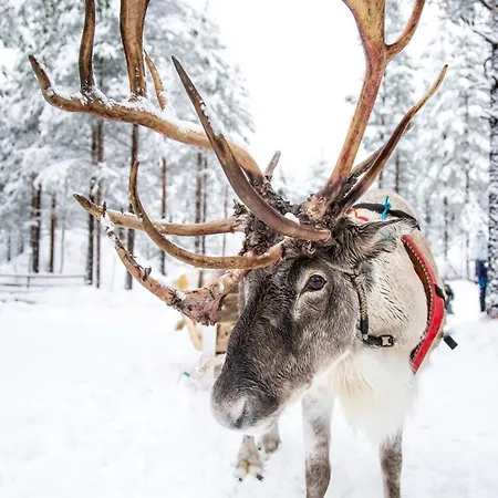 Lodge Haistila Retreat With Elegant Views & Sauna Near Rovaniemi